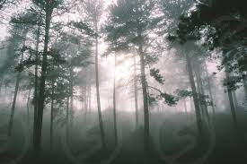Forest service includes 19 national forests, a national scenic area, a national grassland, and two national volcanic monuments within the states of washington and oregon. Pacific Northwest Forest Fog Mist Dawn By Marissa Rocke Photo Stock Snapwire