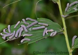 Larvae of solomon's seal sawfly. Garden Visitors The Anxious Gardener