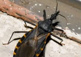 Pet Health Wellness Chagas Makes A Comeback Texvetpets