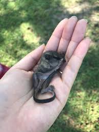 Press question mark to learn the rest of the keyboard shortcuts Found 2 Baby Flying Squirrels Help Details In Comments Below Squirrels