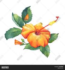 Orange Hibiscus Flower Image Photo Free Trial Bigstock