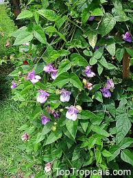 Image result for Vigna racemosa