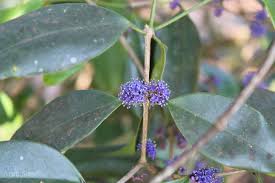 Image result for Memecylon sp. C