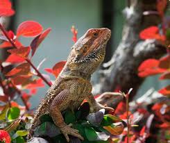 bearded dragon care sheet a complete guide for beginners