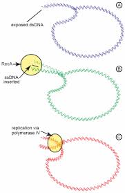 Dna mutation practice worksheet answers amoeba sisters dna vs rna. A Creationist Perspective Of Beneficial Mutations In Bacteria Answers In Genesis
