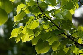 If the tree is stressed, the growth rate is much slower. How To Grow And Care For Little Leaf Linden