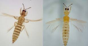 Image result for Onion Thrips