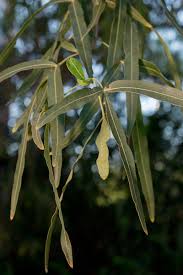 Maybe you would like to learn more about one of these? Find Trees Learn University Of Arizona Campus Arboretum