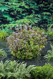 Image result for Mentha aquatica