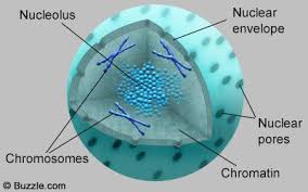 Nucleus Structure Cell Organelles Organelles Animal Cell Project