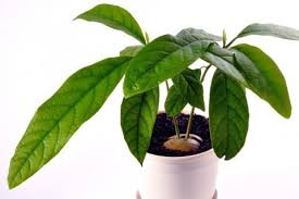 アボカドの水耕栽培の方法 種から発芽させて栽培するには Horti ホルティ By Greensnap