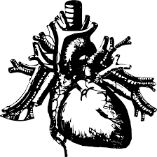 Free Free Heart Anatomy Svg 149 SVG PNG EPS DXF File