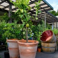 Fruit salad trees grow up to six different types of fruit, all on the one tree. Fruit Trees Nuts Perth Wa Guildford Garden Centre