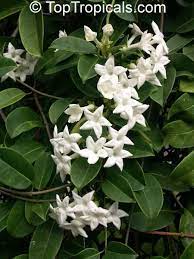 Plant with small white flowers and waxy leaves. Pin On Plants Flowers