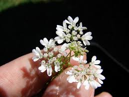 Image result for Coriandrum