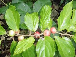 Image result for Flacourtia