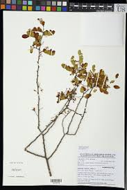 Image result for Dalbergia bracteolata