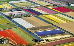 But did you know that netherlands is not only big on tulips, but on all flower bulbs? Tulip Fields Aerial Photos Netherlands Time