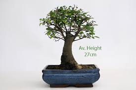 We did not find results for: Chinese Elm Bonsai Tree Broom Style All Things Bonsai