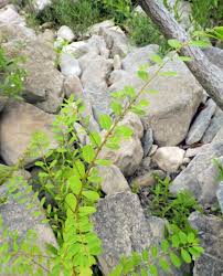 Image result for Phyllanthus