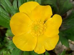 Image result for Ranunculus volkensii