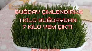 Bugday Cimlendirme Taze Yem Yaptik Wheat Sprouts Diy At Home Youtube Taze Bitki Tavukculuk