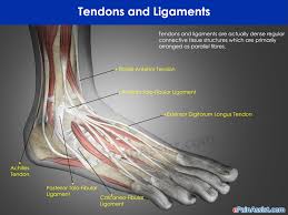 It lies at the origins and insertion of skeletal muscle fibers into the tendons of skeletal muscle. Tendons And Ligaments Injuries Recovery Difference Function
