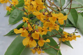 Image result for Pterocarpus megalocarpus