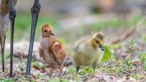 A baby or young goose is called a gosling. This Sandhill Crane Couple Adopted A Baby Goose Audubon