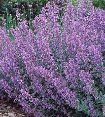 Google Image Result For Http Allanbecker Gardenguru Squarespace Com Storage N Plants Deer Resistant Plants Outdoor Plants