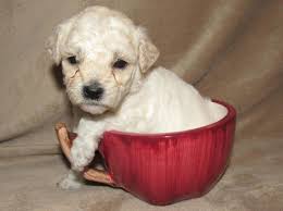 Havapoo puppies for sale in nc. On Hold Female Pink Designer Havapoo Puppy For Sale In Jacksonville North Carolina Classified Americanlisted Com