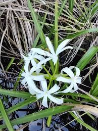 Image result for Crinum aurantiacum
