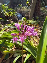 Image result for Tulbaghia fragrans