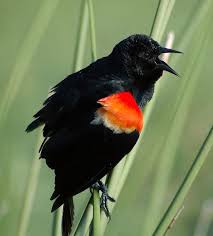 Black Bird With Red And Yellow Shoulders Ya Ya Black Bird Red Wing Blackbird Wetland