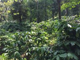 India plantation a bababudan индия плантейшн а бабабудан. Paradise For Coffee Lovers Review Of Mercara Gold Estate Coffee Plantation Madikeri India Tripadvisor