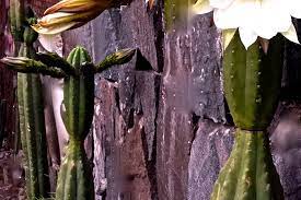 It's not easy to tell how much active substance a san pedro contains. Wachuma The Andean Master Path The Magic From Pachamama For Human Awareness