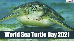 What is the hawksbill turtle? Festivals Events News 5 Super Interesting Facts About Sea Turtles World Sea Turtle Day Latestly