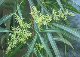 Image result for Searsia lancea