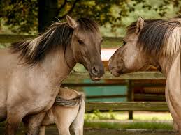 Der tarpan ( equus ferus ferus ), auch bekannt als das eurasische wildpferd , ist eine ausgestorbene unterart des wildpferdes. Landpark Lauenbruck Tarpanpferde