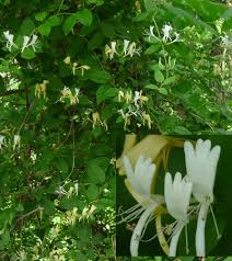 What kind of plant is a fragrant honeysuckle? In Search Of Wild Honeysuckle Ecologist S Notebook