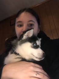 Lost husky dog in Monterey