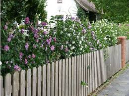 Mein Schoner Garten Hecken Set Blutenhecke Hibiskus 15 Pflanzen Gunstig Online Kaufen Mein Schoner Garten Shop Hibiskus Hecke Hecke Pflanzen Garten Hecken