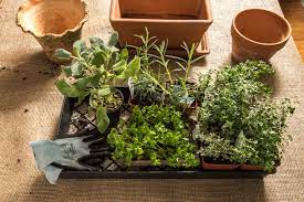 The sage plant starts to see signs of stress when a temperature drops below 0 degrees, or the freezing point. The Best Herbs To Grow Indoors According To Your Light And How To Grow Them
