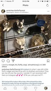 Maybe you would like to learn more about one of these? I Know It S A Long Shot But I Want To Look For My Corgi Puppy Porkchop S Littermates He Is The Top Left Fluffy One In The Picture We Got Him From A