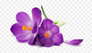 Enjoy Hd High Quality Purple Flowers Png Image Transparent Purple Flowers White Background Hd Png Download Purple Flower Background Purple Flowers Flowers