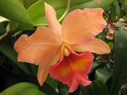 rhyncattleanthe zul flora flowers cattleya orchid beautiful flowers photos