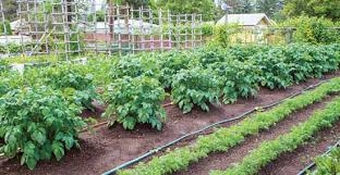 Choose The Best Garden Watering Systems Organic Gardening Mother Earth News