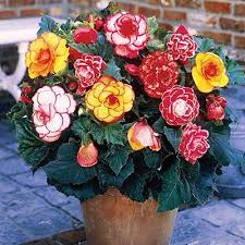 Picotee Begonias Mix K Van Bourgondien Spring Flowering Bulbs Bulb Flowers Begonia