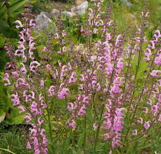Image result for Salvia pratensis `Rose Rhapsody