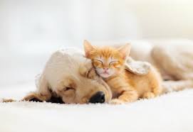 Bekijk meer ideeën over schattigste dieren, dieren, schattige dieren. Kijken Heel Veel Schattige Dieren En Waarom Dat Zo Goed Is Voor Je Gezondheid